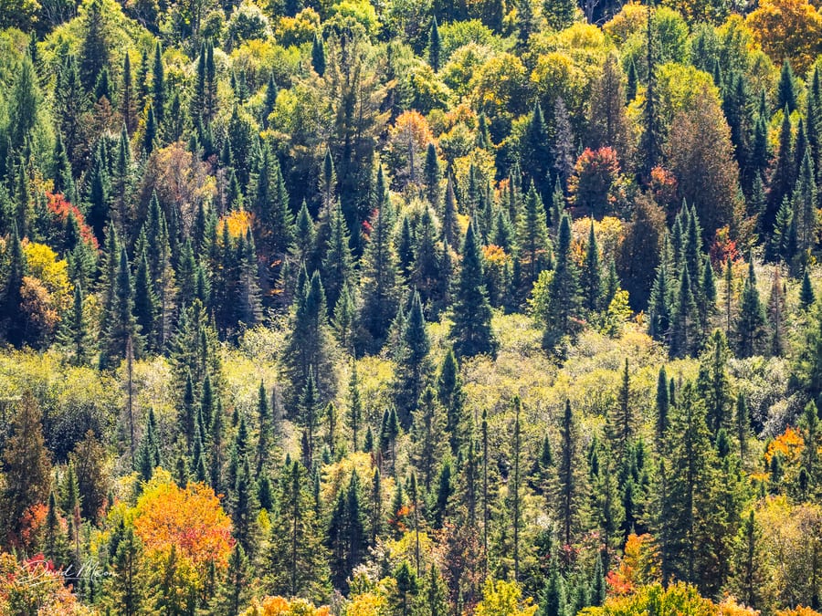Mixed Forest Mosaic