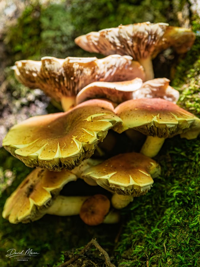 Clustered Mushrooms on Mossy Wood