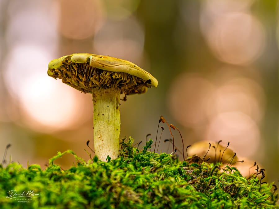 Weathered Mushroom in the Moss