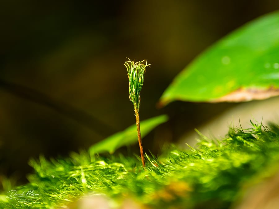 New Moss Growth