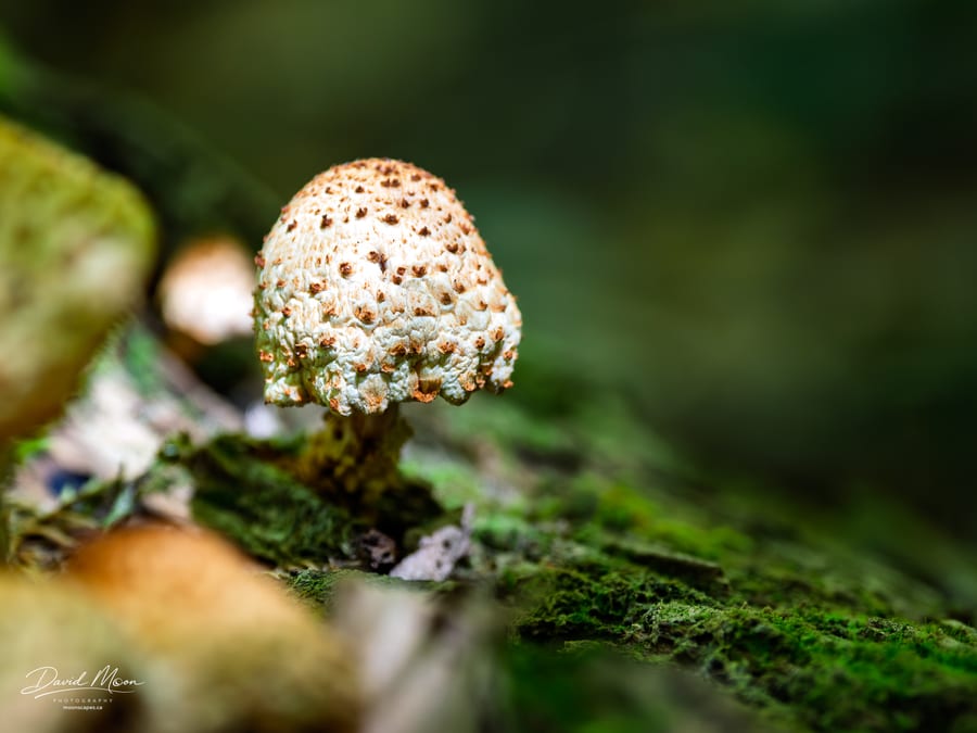 Scaly Mushroom Cap