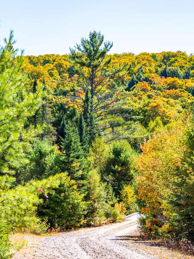 Road into the Autumn Forest