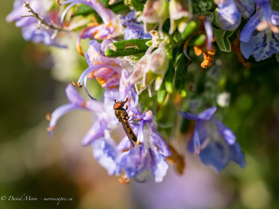Pollinator on Rosemary at Herculaneum