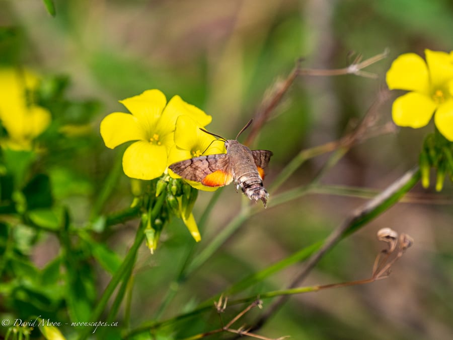 Pollinator on Yellow Flowers in Mondragone