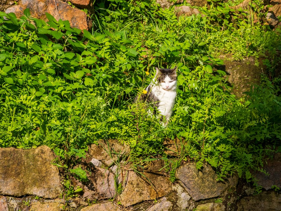Cat in the Greenery of Rome