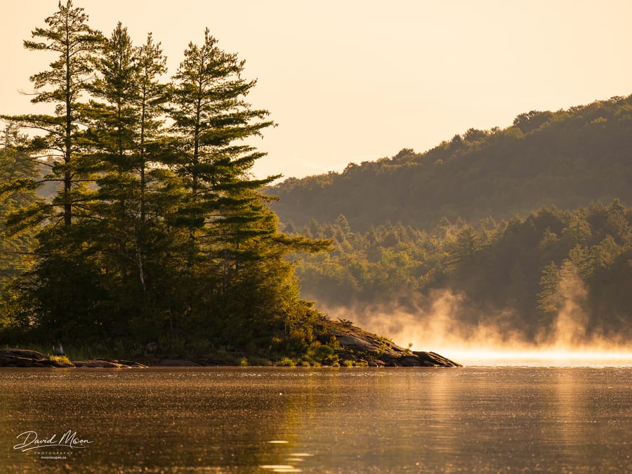 Morning Mist at the Pine Point