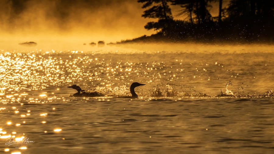 Chasing Through Gold