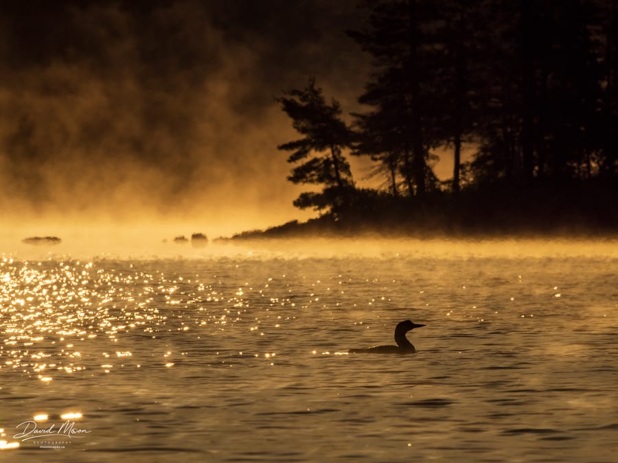 Loon in the Rising Mist