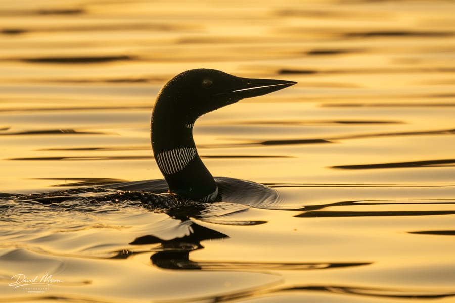 Into the Golden Current