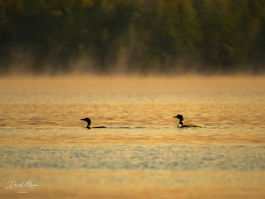 Two Loons in the Morning Haze