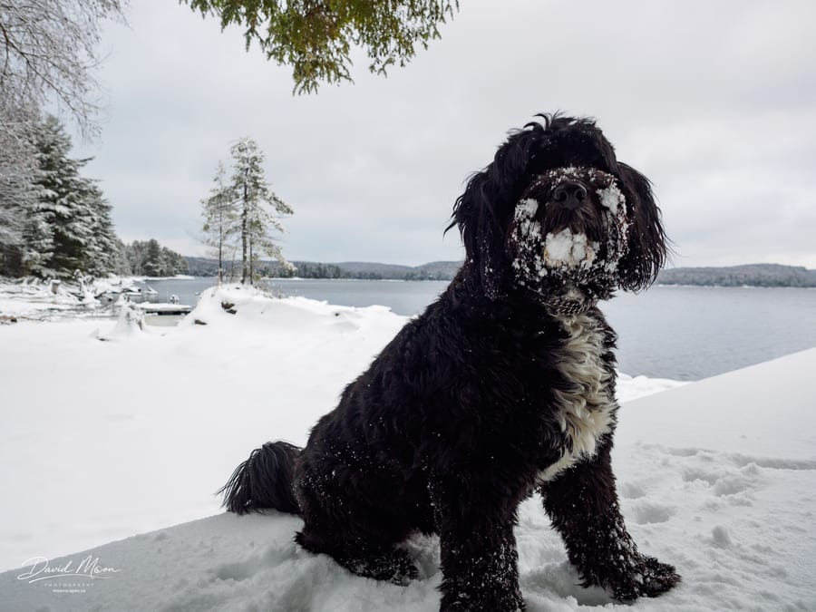 Snowy Dog at Kennisis Lake