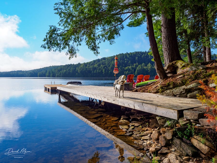 Topper the labradoodle on the Dock, Kennisis Lake, Haliburton, Ontario