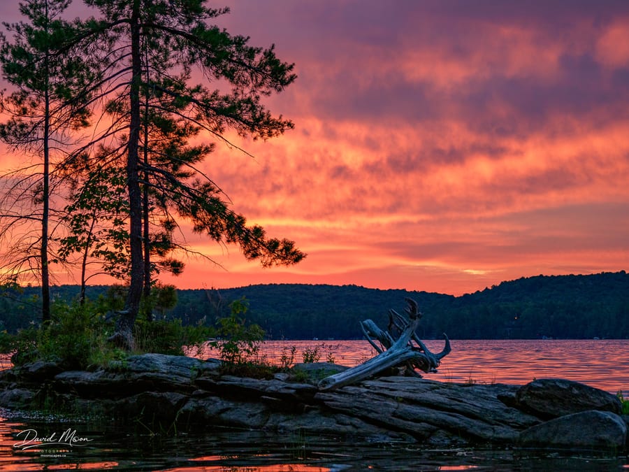 Pine at Sunrise