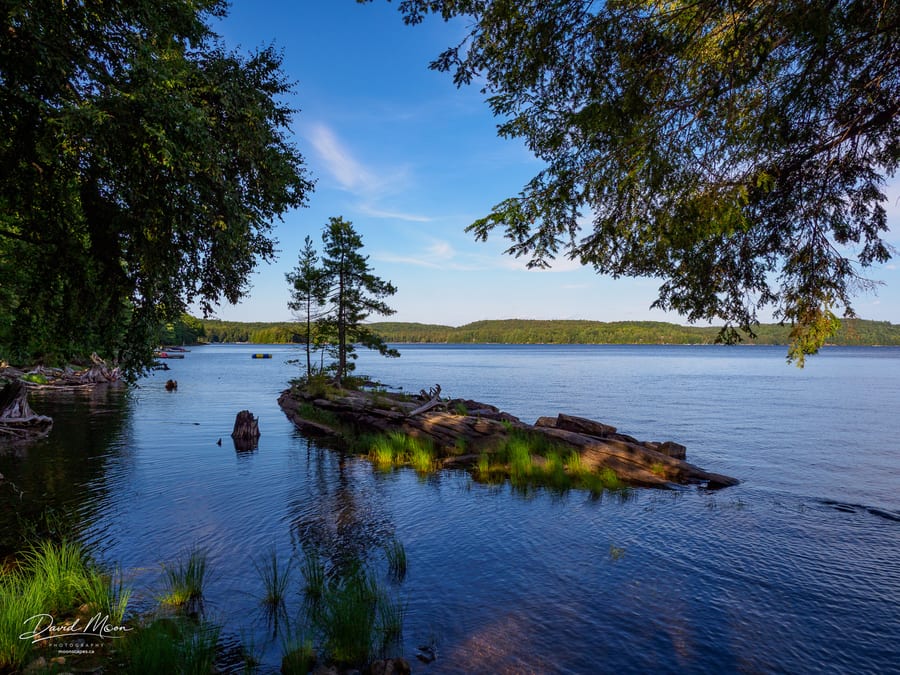 Lone Pine on Kennisis Lake