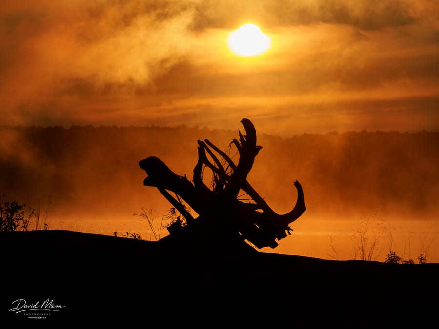 Driftwood at Sunrise