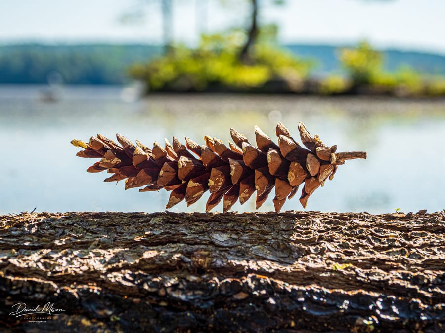 Pine Cone by the Lake