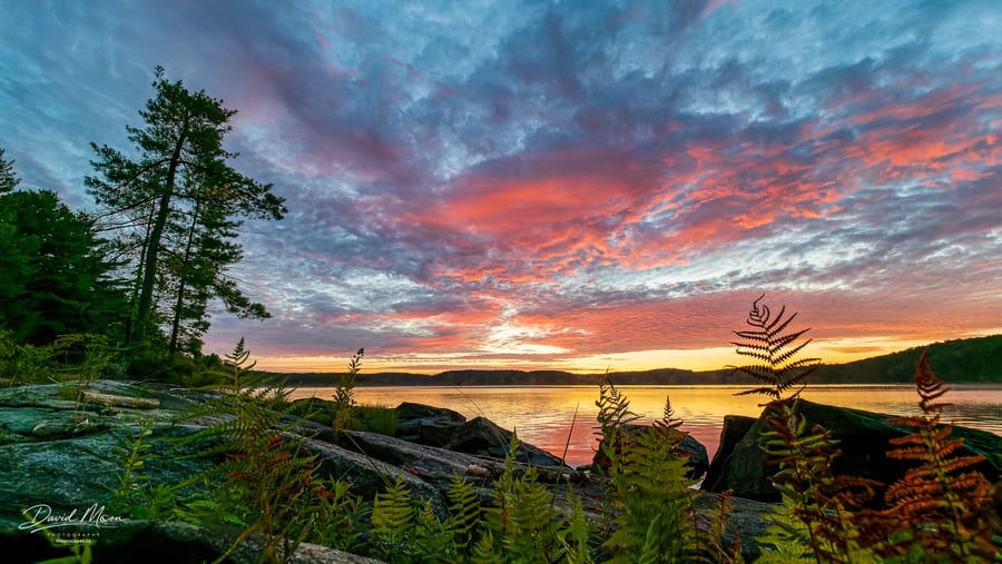Ferns at Sunrise