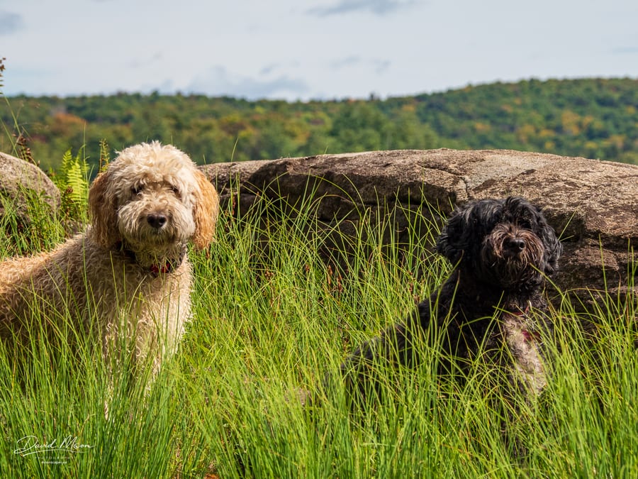 Two Dogs in the Shoreline Grass