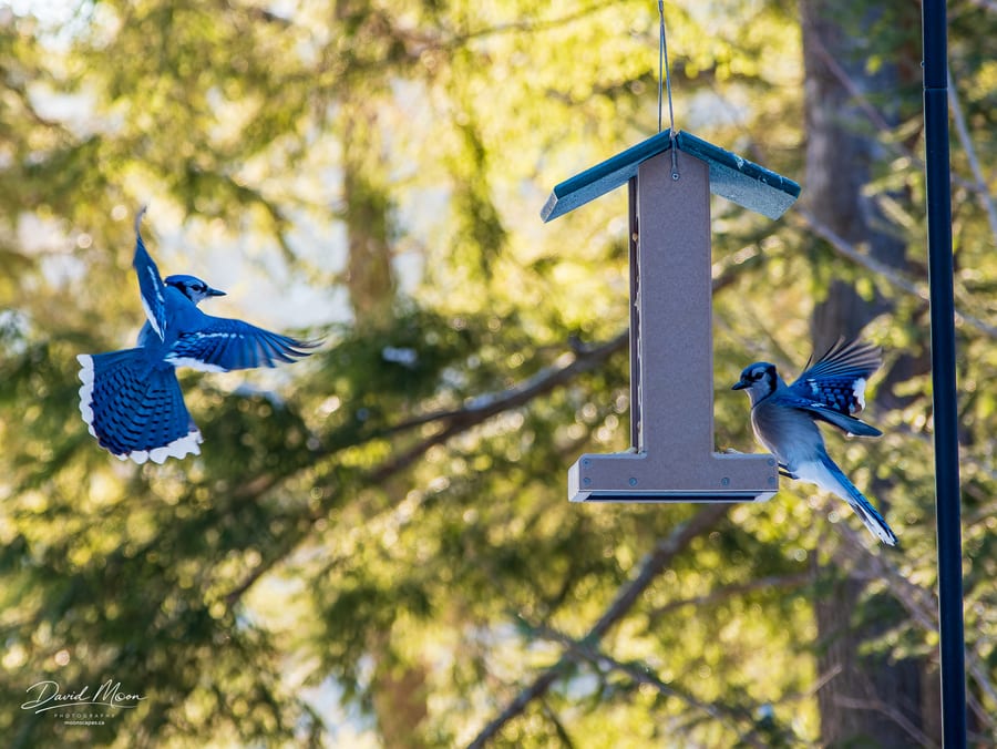 Blue Jays at the Feeder