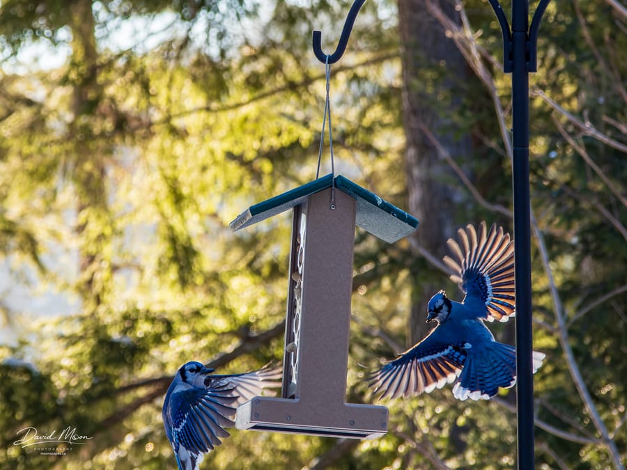 Blue Jays in Flight