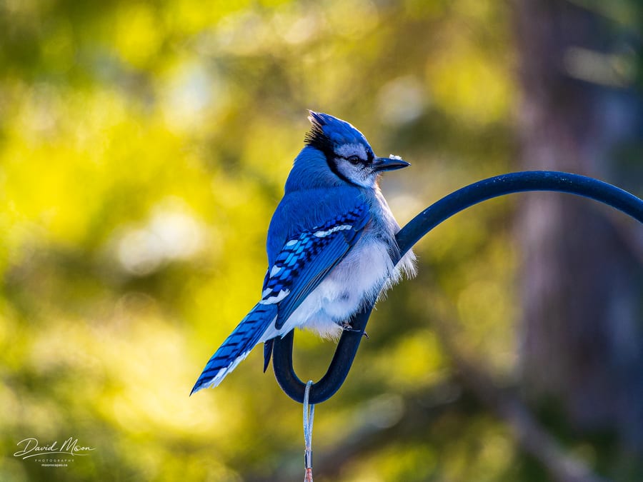 Blue Jay Portrait