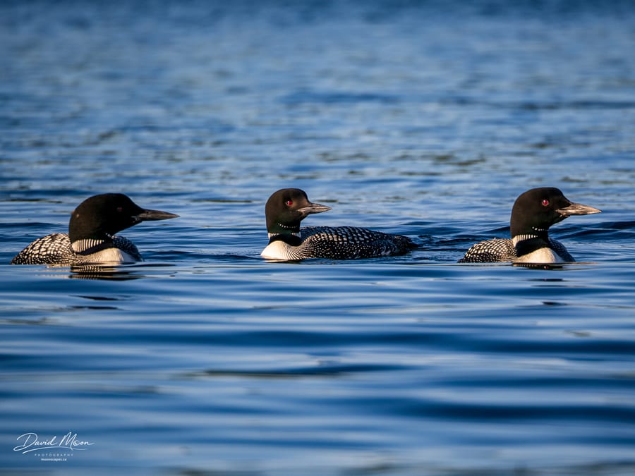 Three Common Loons