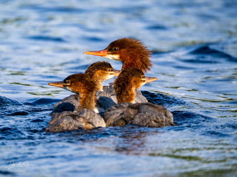 Common Merganser Family