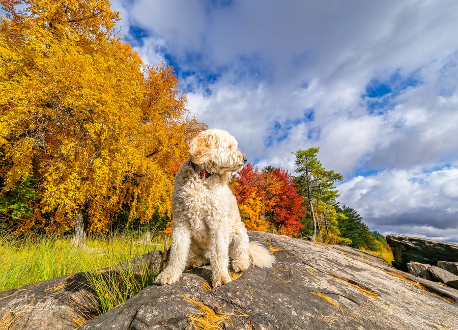Topper in the Fall Colours