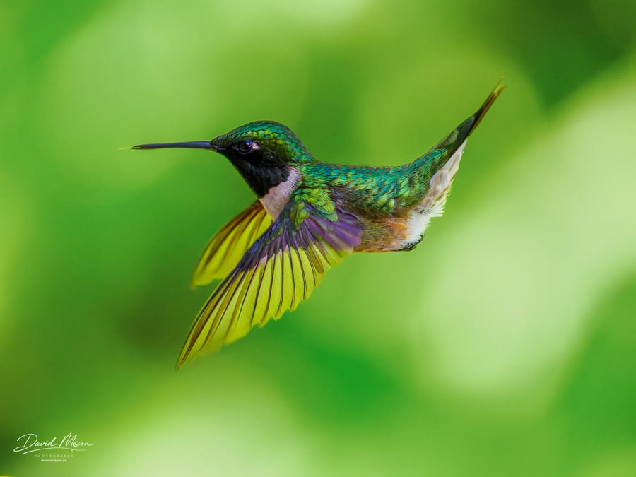 Hummingbird at Kennisis Lake