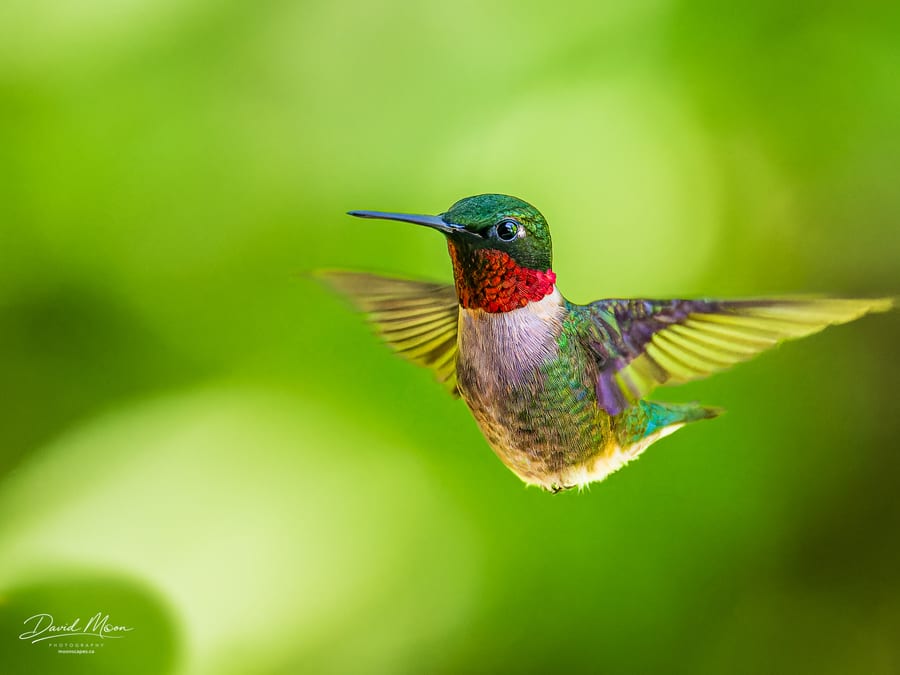 Hummingbird in Flight