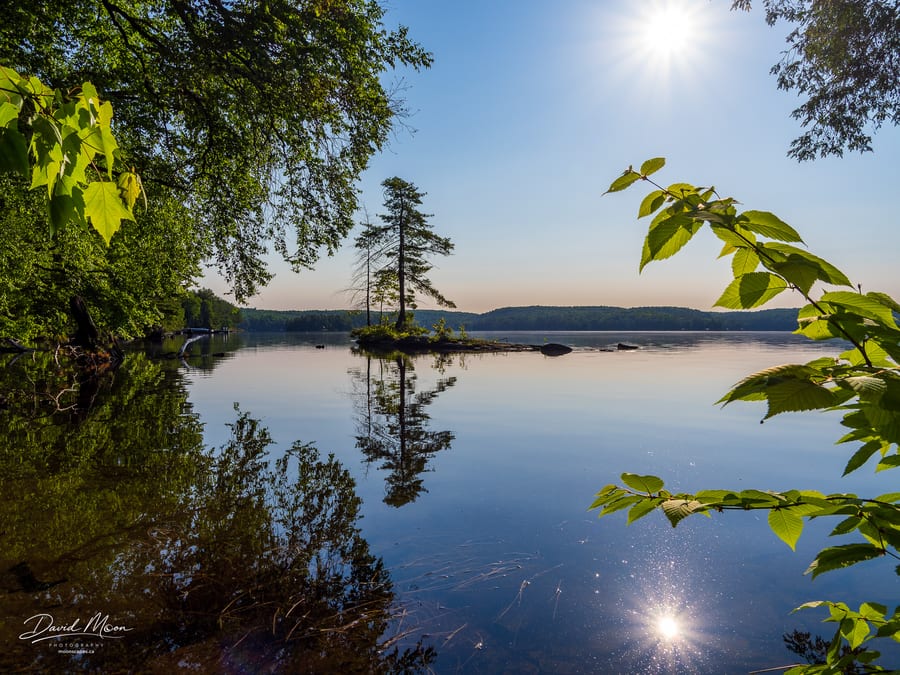 Lone Pine Reflected in Kennisis Lake