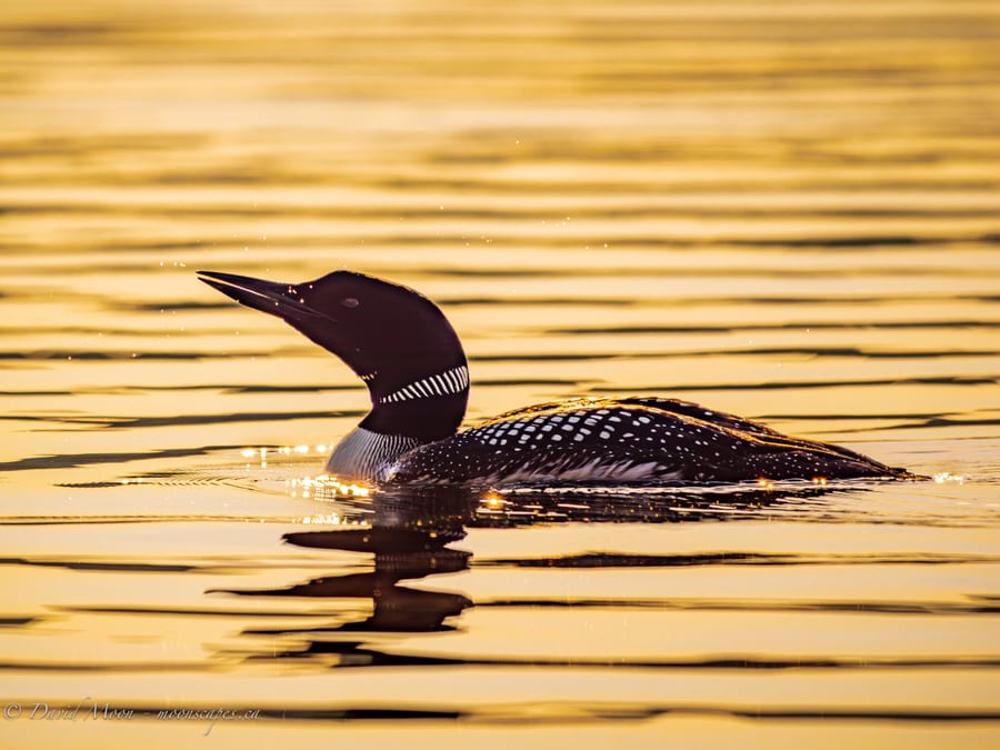 Loon on Kennisis Lake