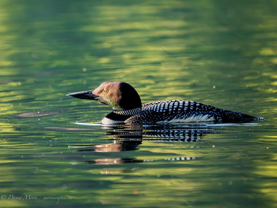 Common Loon in Summer Green
