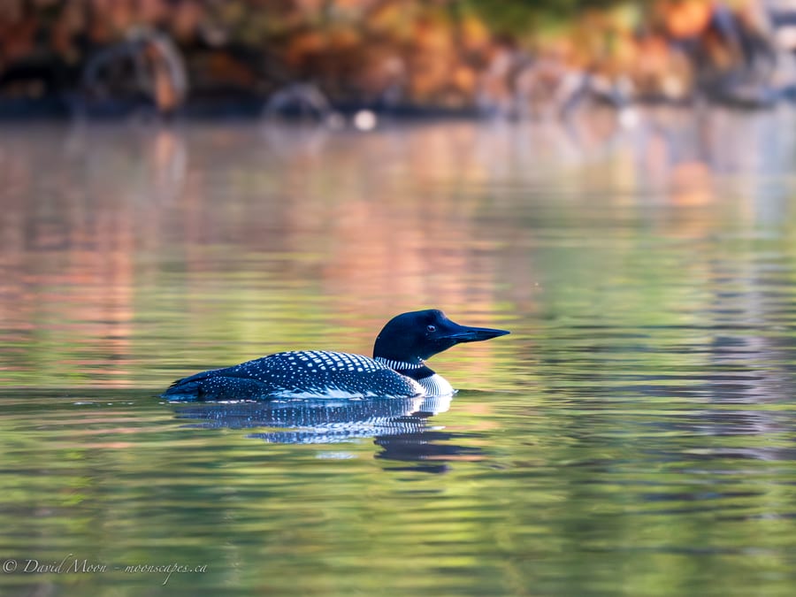 Blue Loon on Quiet Water