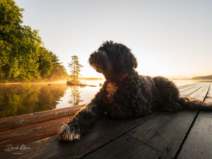 Oreo at Sunrise on the Dock