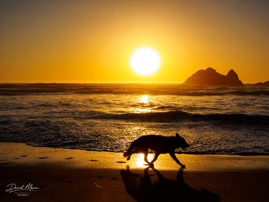 Dog on the Beach at Sunset