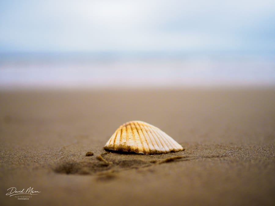 Shell on Kiawah Island Beach, South Carolina