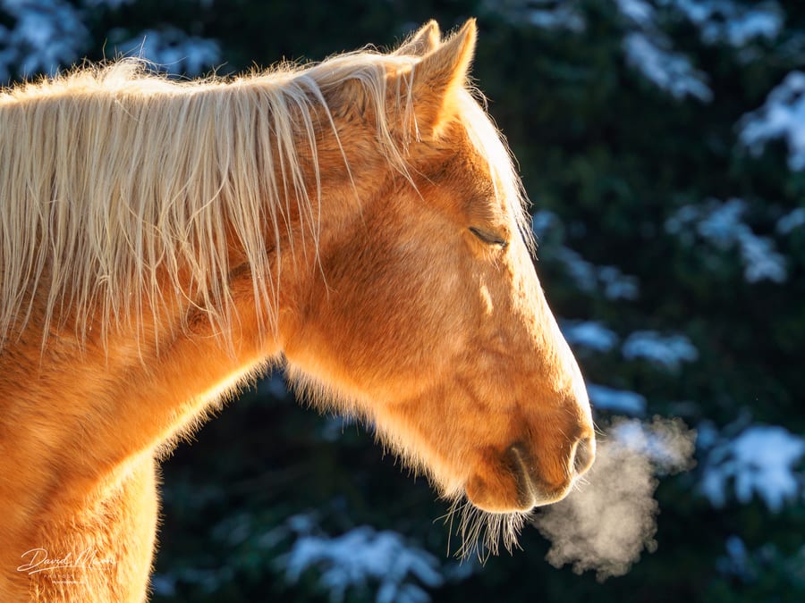 Rocky Mountain Horse, Bancroft, Ontario