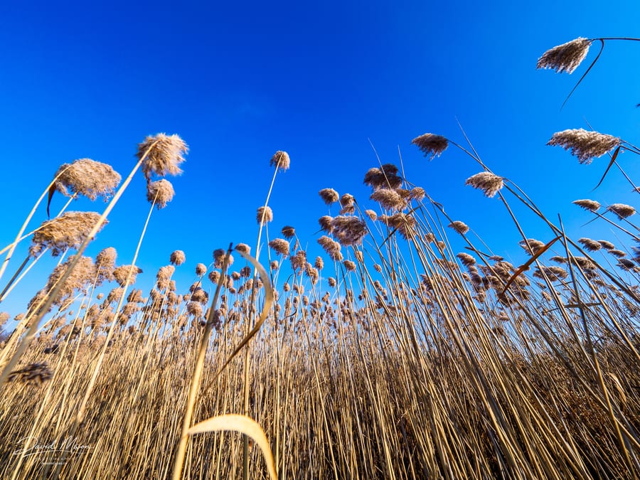Tall Grass Milton, Ontario, Canada