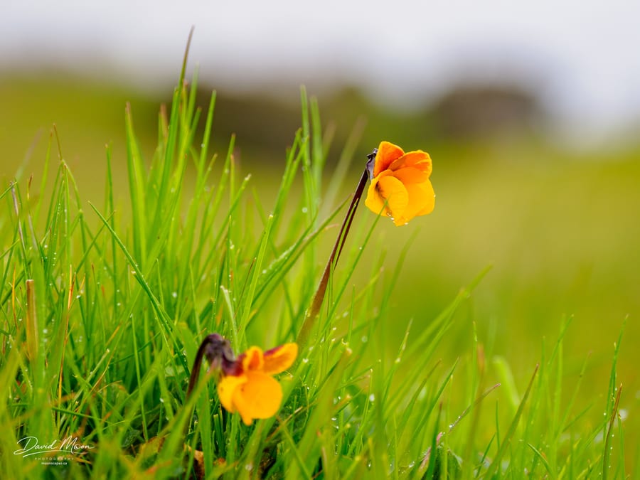 Flowers after a shower at Pleasanton Ridge Regional Park, California