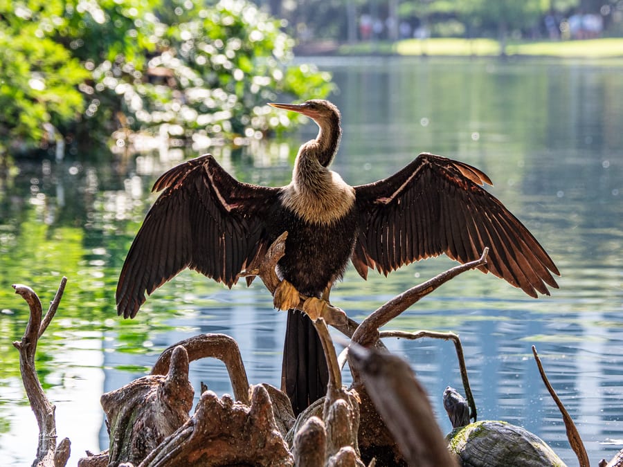 Anhinga drying out on Lake Eola, Orlando, Florida