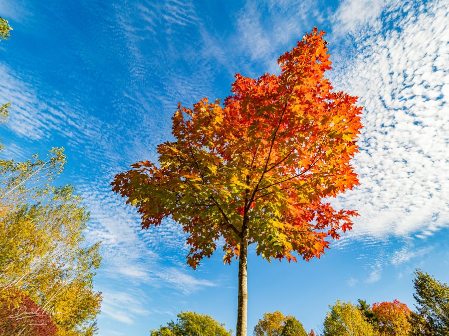 Maple in Autumn