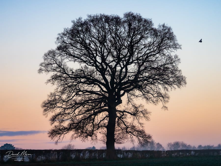 Tree in Solitude during a Misty sunrise new Kingsland, UK