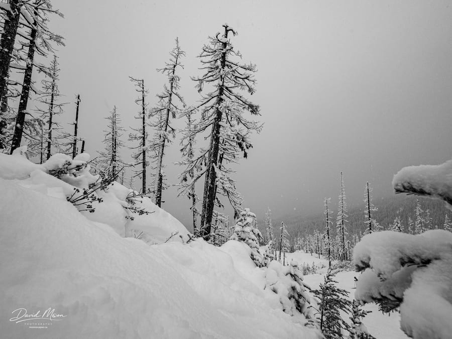 Snowbound Forest