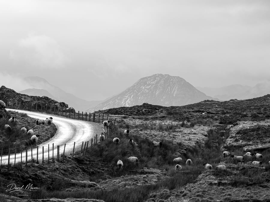 Sheep on the Connemara Road