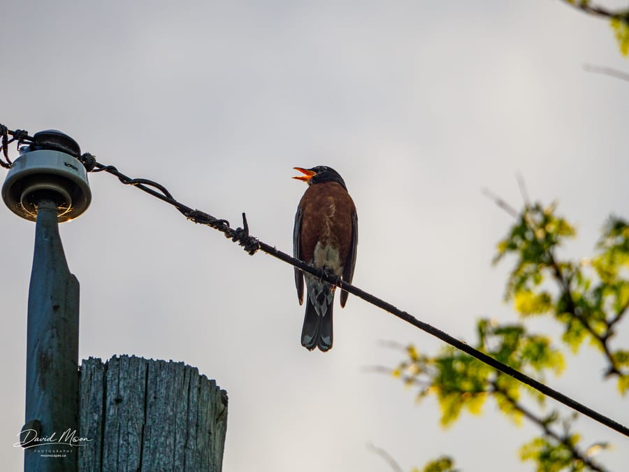 Robin on the Wire