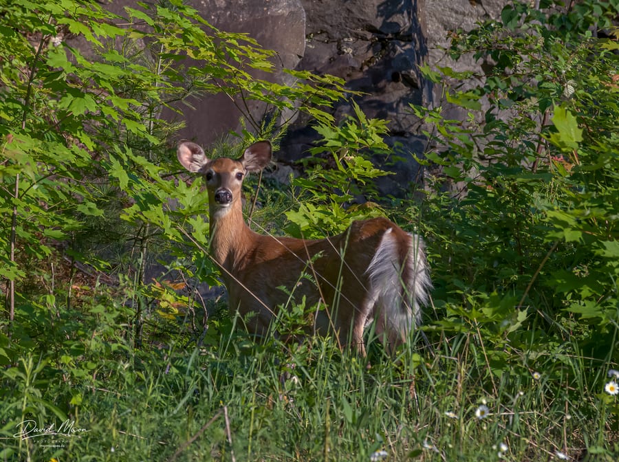 White-tailed Deer in Summer