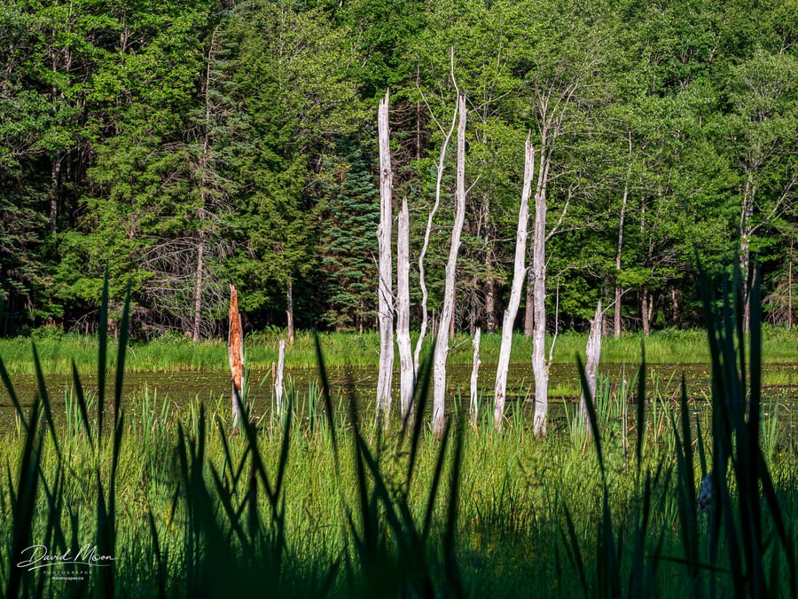 Wetland Snags
