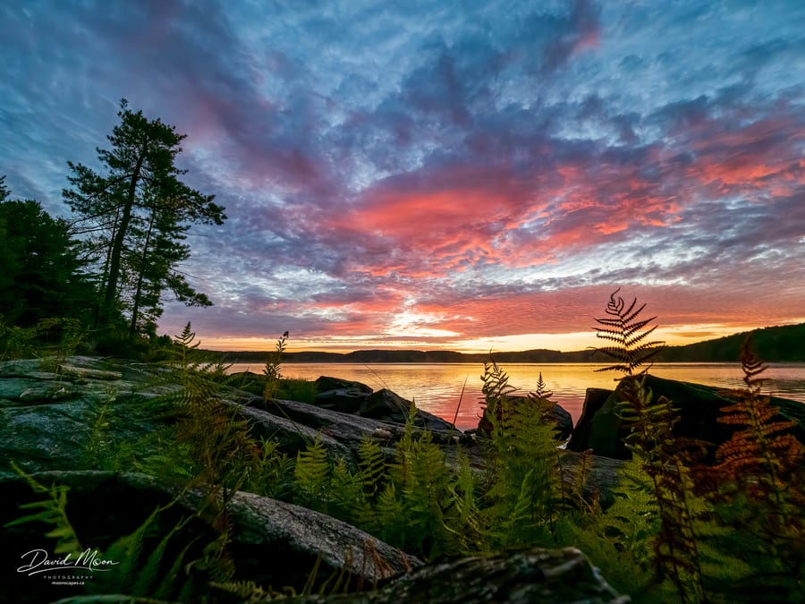 Ferns at Sunset
