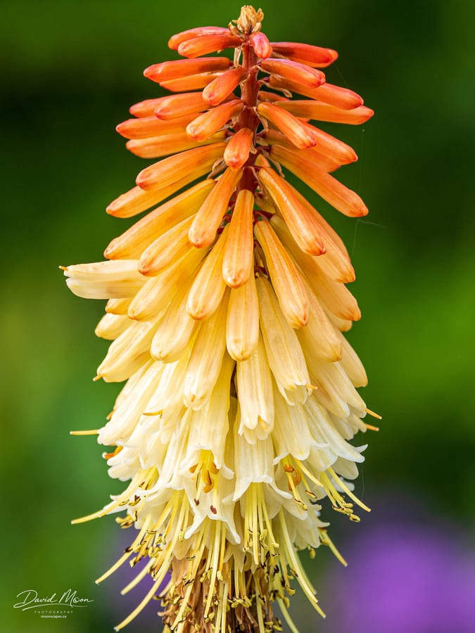 Red Hot Poker